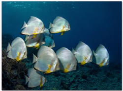 -Batfish (2)-
(Platax orbicularis) by Reinhard Arndt 